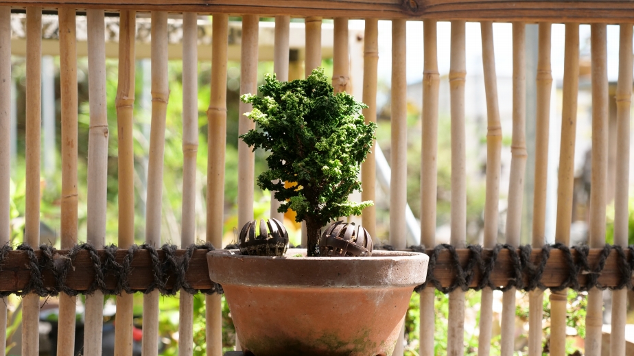 初雪石化桧】 | くるから村