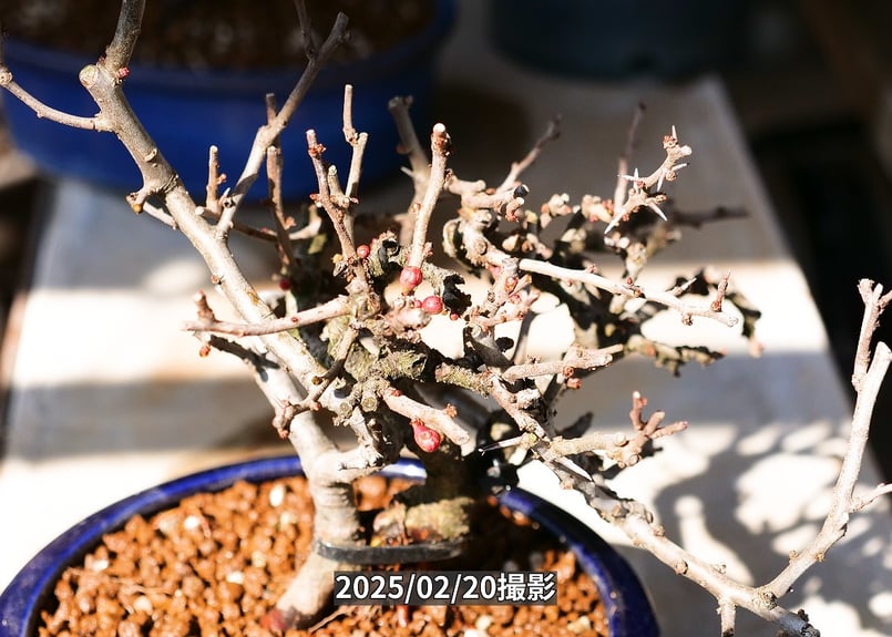 長寿梅紅白寄せ植え | くるから村