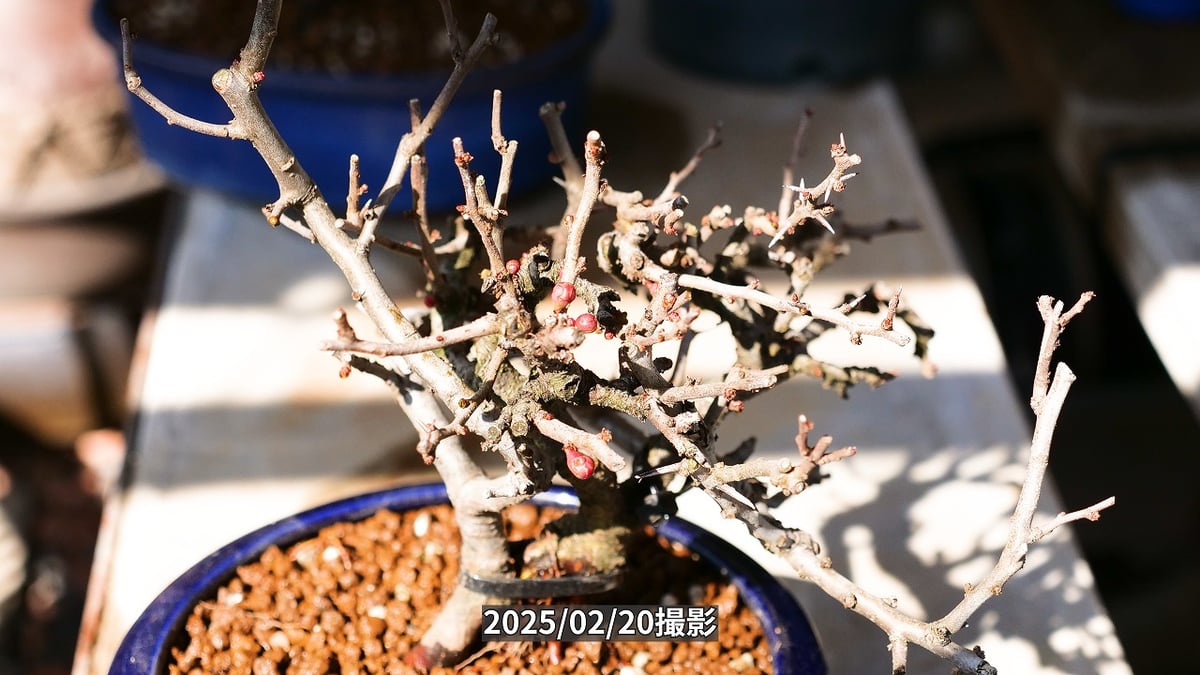 長寿梅紅白寄せ植え | くるから村