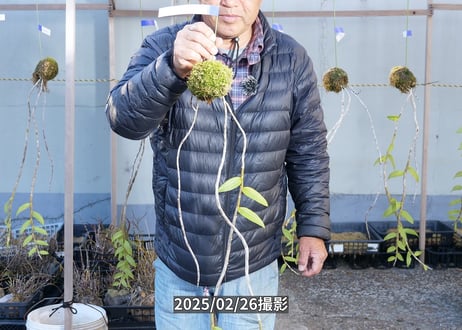 【マダムロイヤル苔玉】25-2-5