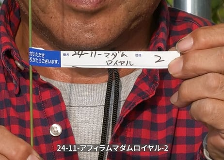 24-11-アフィラムマダムロイヤル-2