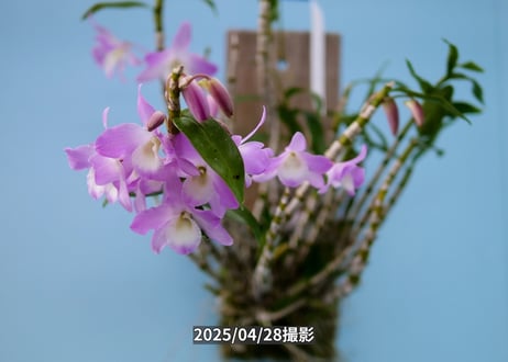 028　ガーデンデンドロ板付け