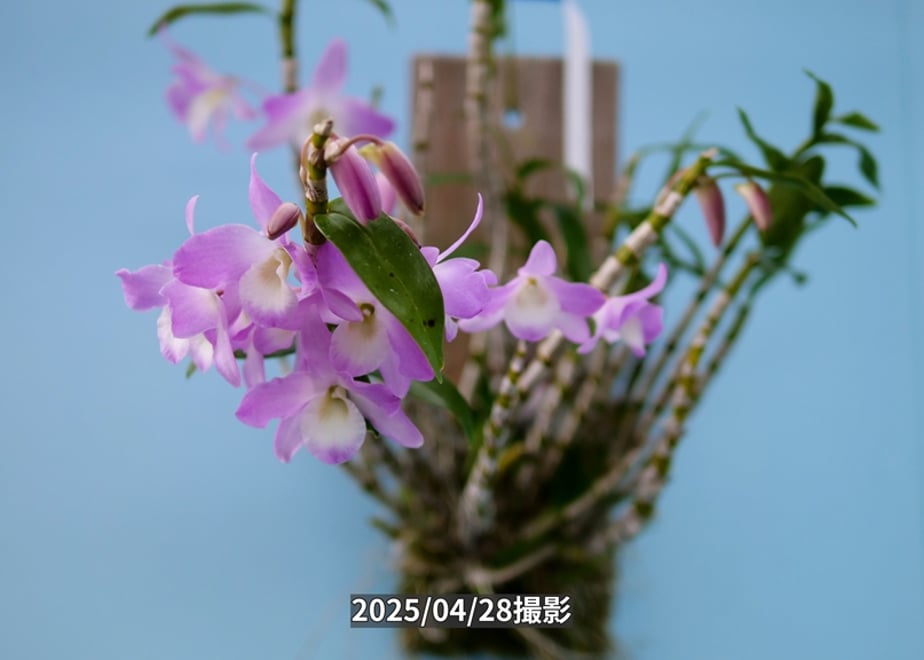 69a254e33e0c06c12e6a09f2