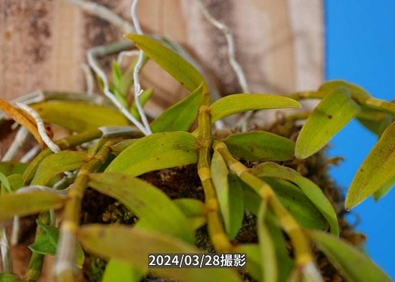 Den.ロディゲシー板付け】ET-L-011 | くるから村