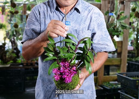 25-10-05　ヒピキ苔玉
