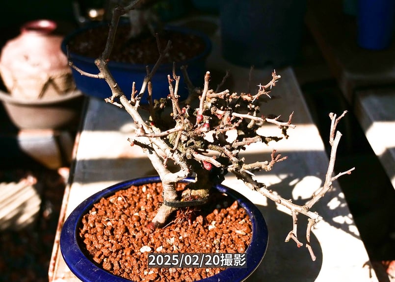 長寿梅紅白寄せ植え | くるから村