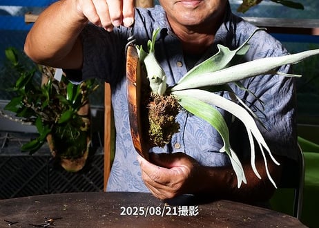 【ベイチーサーフウッド付け】25-08-1