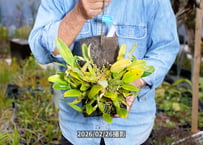 12-25-05-11　リンドレイヘゴ板付け