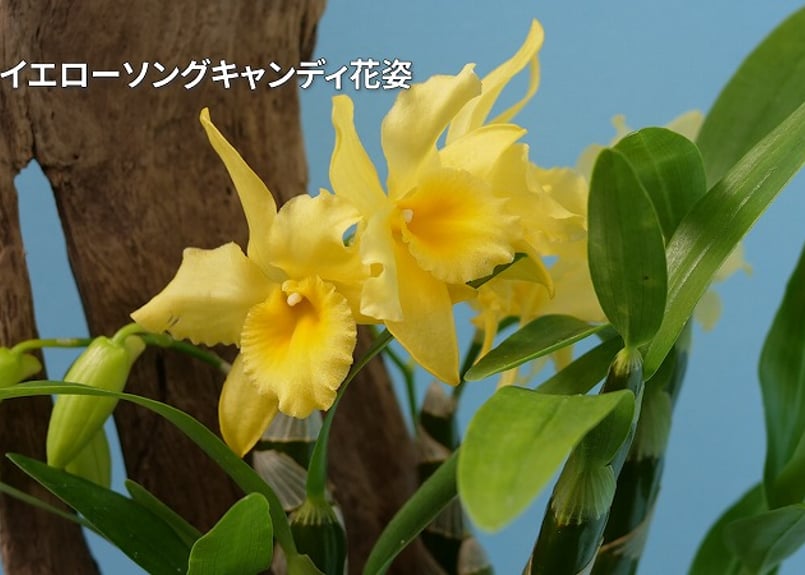 25-06-0 イエローソングキャンディ・ラッキー(小) | くるから村