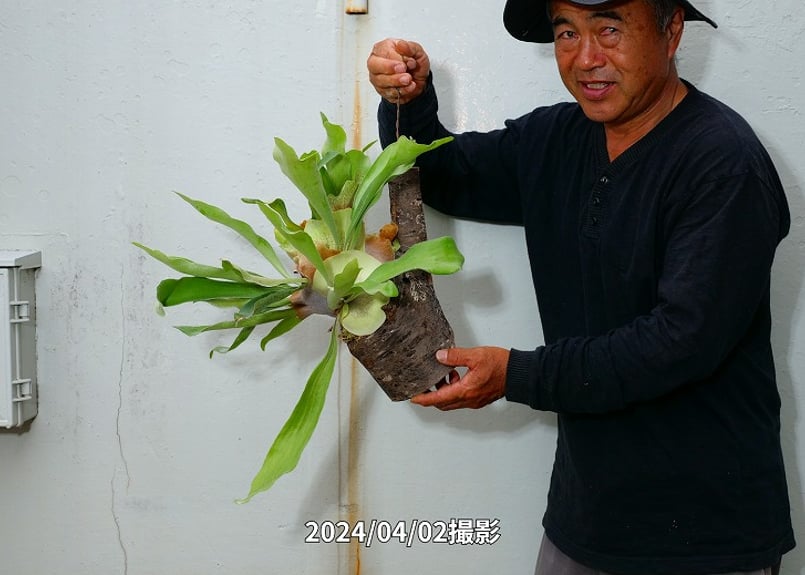 のり 2点 ビカクシダ ビカクシダ桜付け(大)】ビカクｰ桜-001 | くるから村