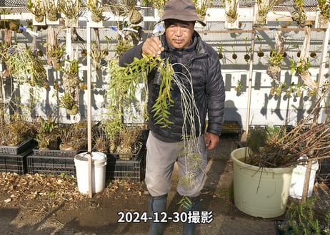 24-12-アフィラム親木-18