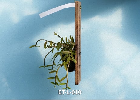 【Den.ロディゲシー板付け】ET-L-010