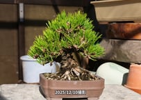 No.E-5　三河黒松