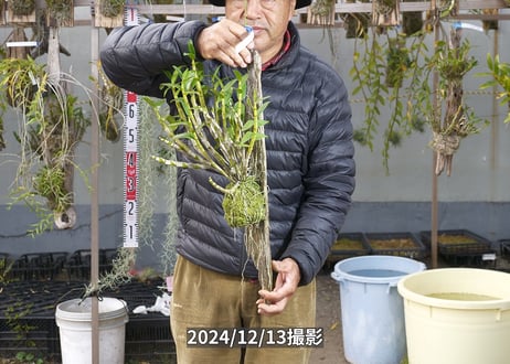 24-12-GD-流木-1