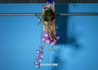 【Den.ピエラルディ板付け】ET-P-011
