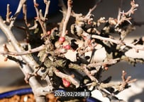 長寿梅紅白寄せ植え