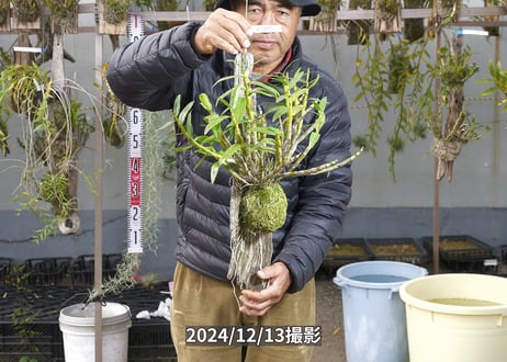 24-12-GD-流木-1