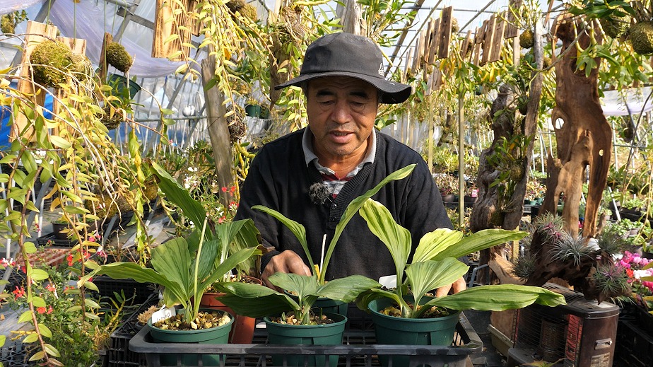 万年青鉢　エビネ蘭鉢　陶器鉢 えびね蘭セット販売3鉢セット】ebine-3 | くるから村