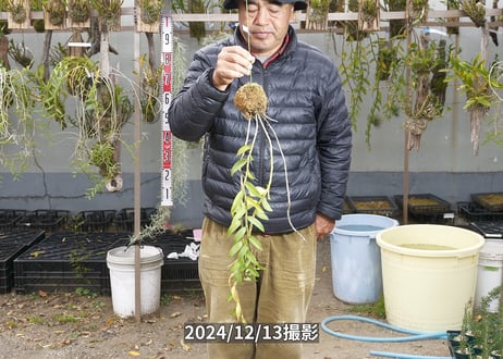 24-12-マダムロイヤル-12