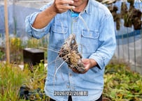 12-25-09-02-B　アフィルム流木付け