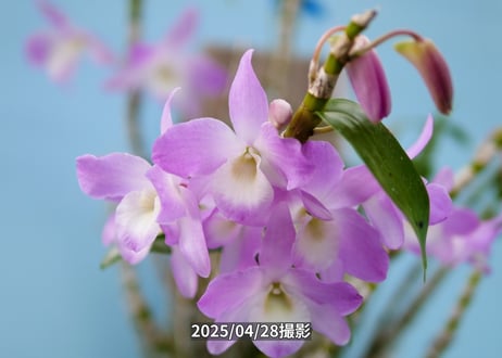 028　ガーデンデンドロ板付け