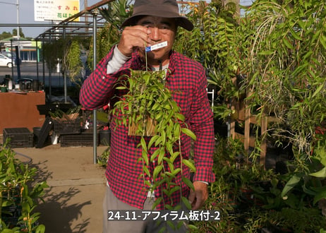 24-11-アフィラム板付-2