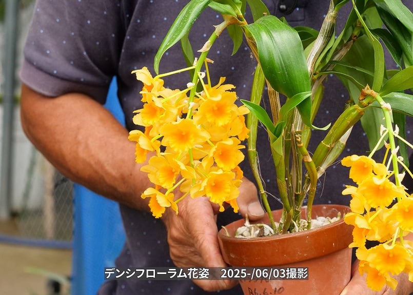 25-10-01 デンシフローラムスリット鉢 | くるから村