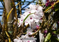 12-26-04-T-01　ガーデンデンドロ丸木付け