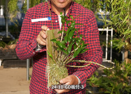 24-11-GD-板付-3