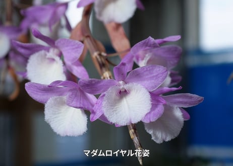 24-12-マダムロイヤル-12