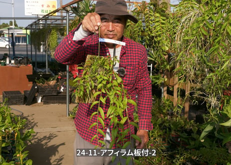 24-11-アフィラム板付-2