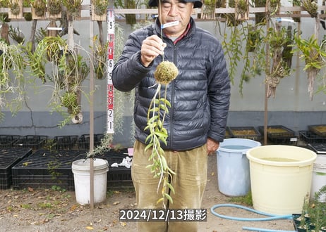 24-12-マダムロイヤル-12