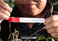 25-11-11　アフィルムスリット