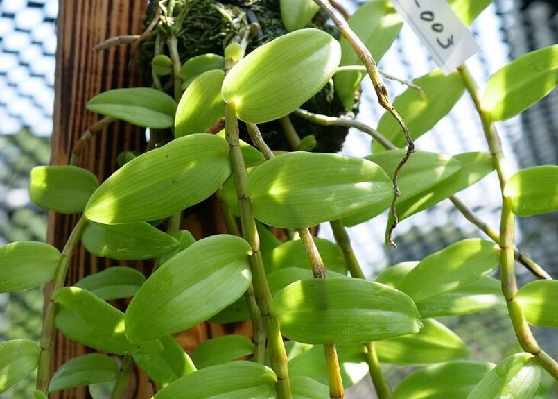 デンドロビウムピエラルディ板付け】EP-003 | くるから村