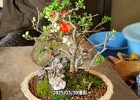 長寿梅紅白寄せ植え  第二弾