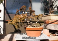 12-G-6　糸魚川真柏