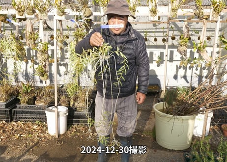 24-12-アフィラム親木-18