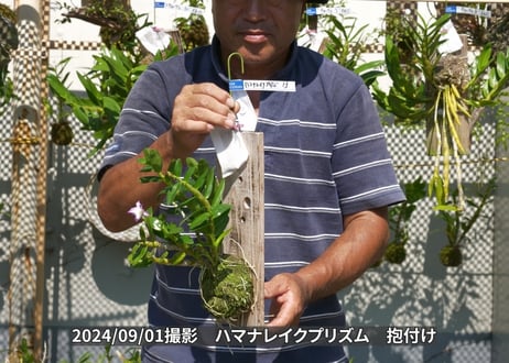 【ハマナレイクプリズム板付け13】