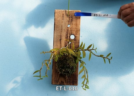 【Den.ロディゲシー板付け】ET-L-010