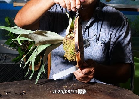【ベイチーサーフウッド付け】25-08-1