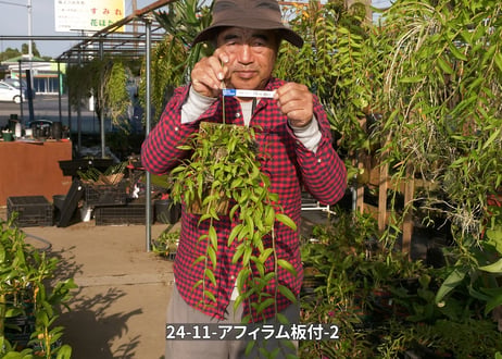 24-11-アフィラム板付-2