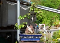 No.14 カエデ