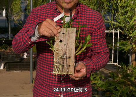 24-11-GD-板付-3
