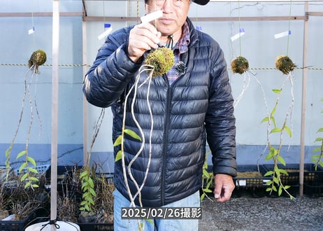 【マダムロイヤル苔玉】25-2-5