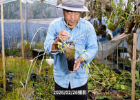 12-25-10-02　アフィルムヘゴ付け