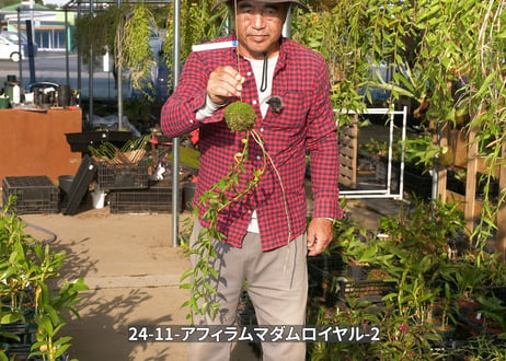 24-11-アフィラムマダムロイヤル-2