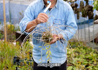 12-25-09-02-A　アフィルム苔玉