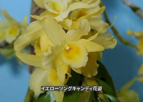 25-08-01　イエローソングキャンディサーフウッド付け