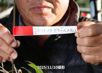 25-11-13　アフィルムスリット