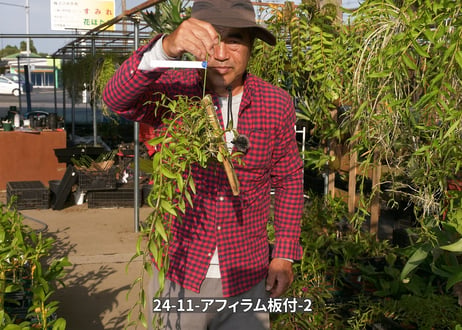 24-11-アフィラム板付-2